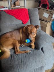 Reunited Male Dog last seen Tecolote Canyon, San Diego, CA 92111