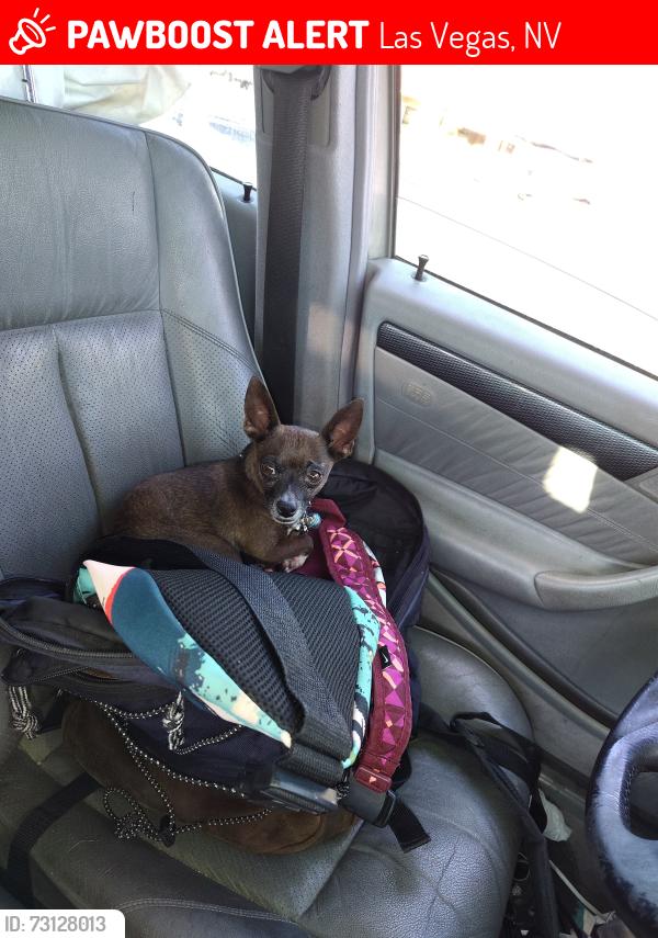 Lost Male Dog last seen Boulder Highway and Sahara, Las Vegas, NV 89104