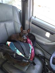 Lost Male Dog last seen Boulder Highway and Sahara, Las Vegas, NV 89104