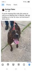 Reunited Female Dog last seen Helmick and Hametown Rd. Norton, Summit County, OH 44321
