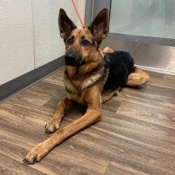 Shelter Stray Male Dog last seen Near Soledad Road, San Diego, CA, 92109, 5500 Gaines St, San Diego, CA 92110, USA