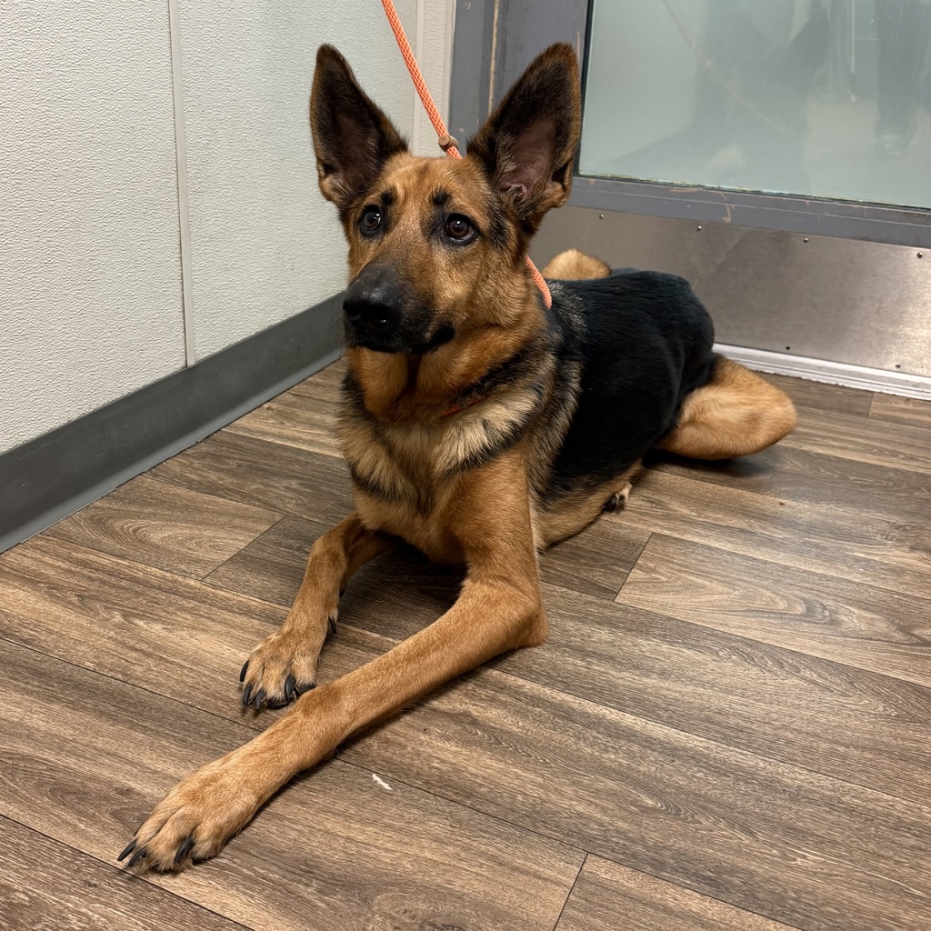 Shelter Stray Male Dog last seen Near Soledad Road, San Diego, CA, 92109, 5500 Gaines St, San Diego, CA 92110, USA