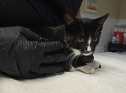 Shelter Stray Female Cat last seen Near Fredricks Avenue, Oceanside, CA, 92058, Oceanside, CA 92058, USA
