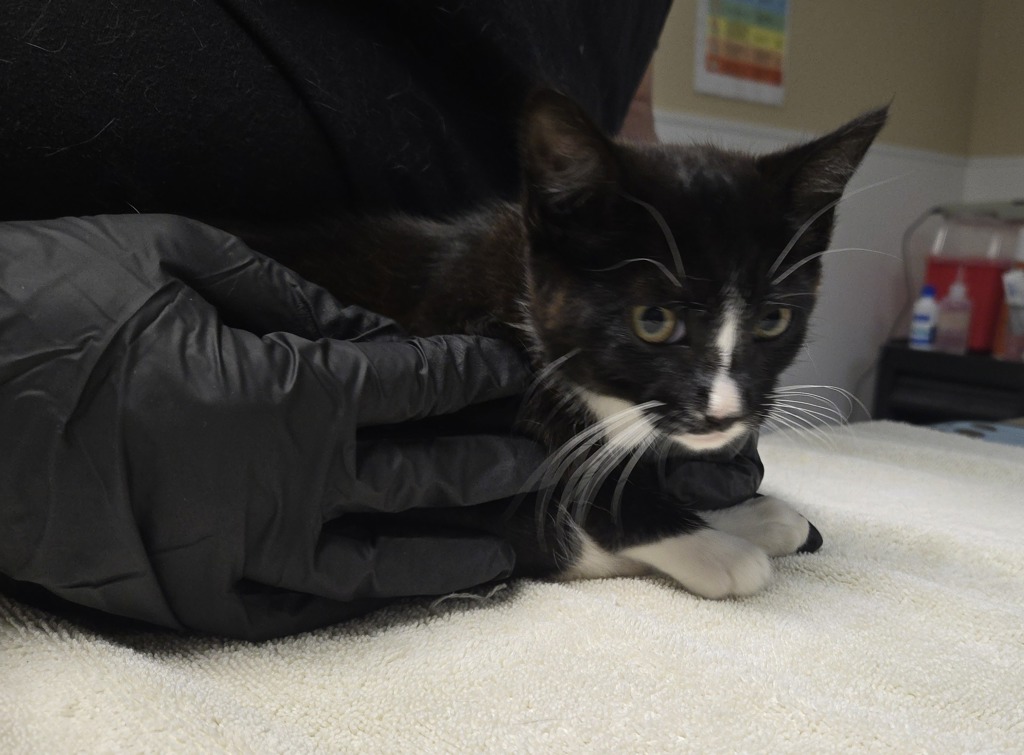 Shelter Stray Female Cat last seen Near Fredricks Avenue, Oceanside, CA, 92058, Oceanside, CA 92058, USA
