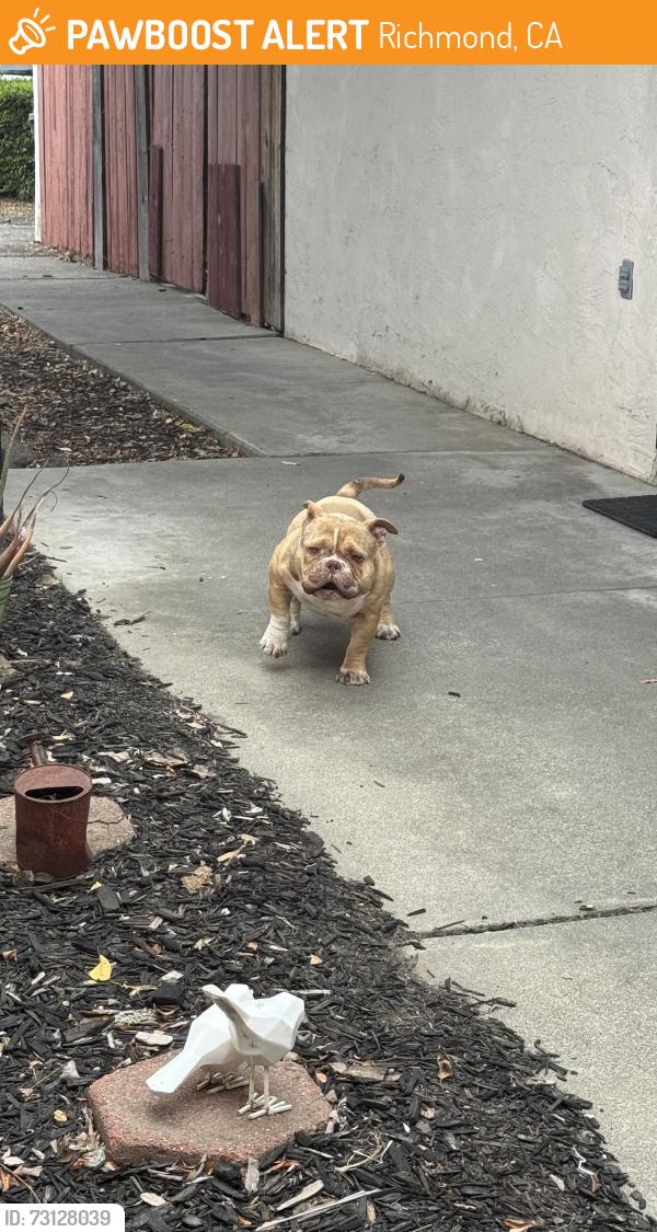 Found/Stray Male Dog last seen Near Fallon ave, Richmond, CA 94804