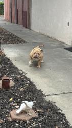 Found/Stray Male Dog last seen Near Fallon ave, Richmond, CA 94804