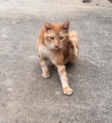 Reunited Unknown Cat last seen Danforth Road/Coltrane/Bryant, Edmond, OK 73034