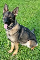 Reunited Female Dog last seen Hwy 6 and Park Pointe Way, Sugar Land, TX 77498