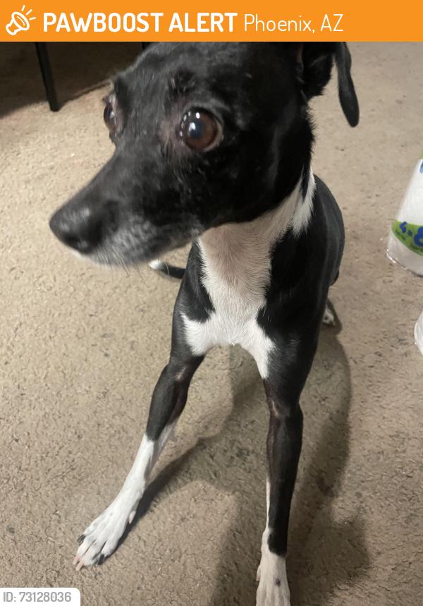 Found/Stray Female Dog last seen 43rd Peoria, Phoenix, AZ 85029