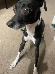 Found/Stray Female Dog last seen 43rd Peoria, Phoenix, AZ 85029