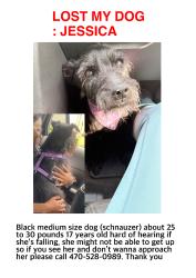 Lost Female Dog last seen Stockbridge auto spa, Stockbridge, GA 30281