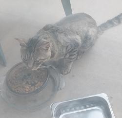 Found/Stray Unknown Cat last seen 5th at 18th, Rio Rancho, NM 87124