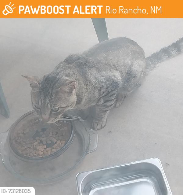 Found/Stray Unknown Cat last seen 5th at 18th, Rio Rancho, NM 87124