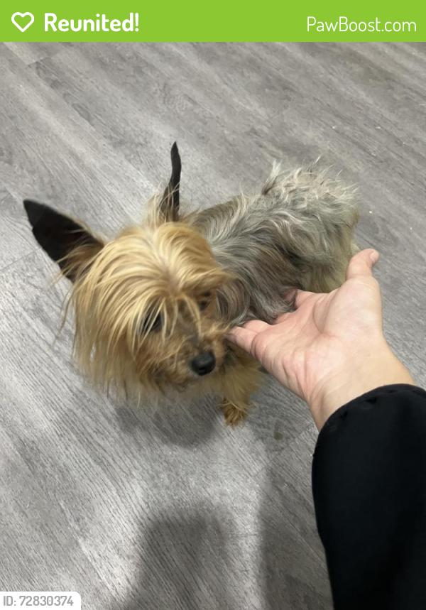 Reunited Female Dog last seen golson rd, Waco, TX 76705