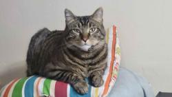 Reunited Male Cat last seen Near E Wyngate Pointe Lane, Draper, Utah, Draper, UT 84020