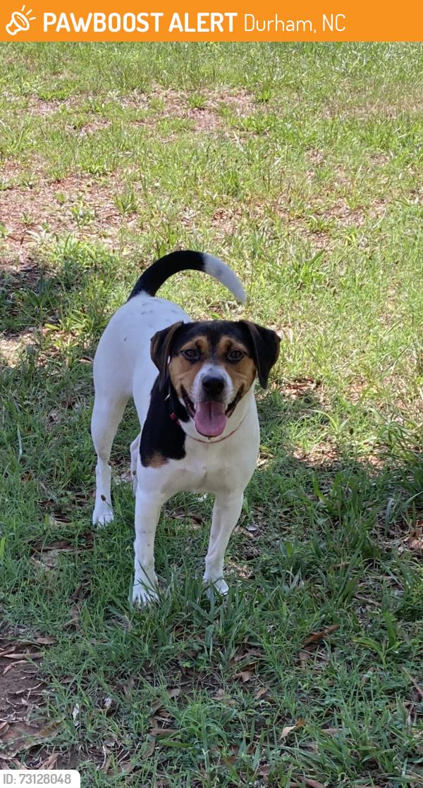 Found/Stray Unknown Dog last seen Harvard ave with Hart st, Durham, NC 27703