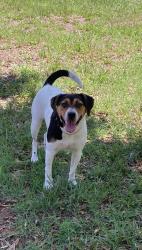 Found/Stray Unknown Dog last seen Harvard ave with Hart st, Durham, NC 27703