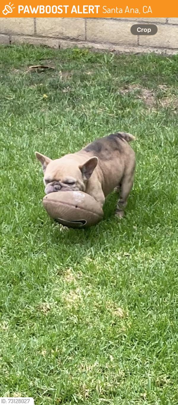 Found/Stray Male Dog last seen Sycamore and Whilshire, Santa Ana, CA 92702