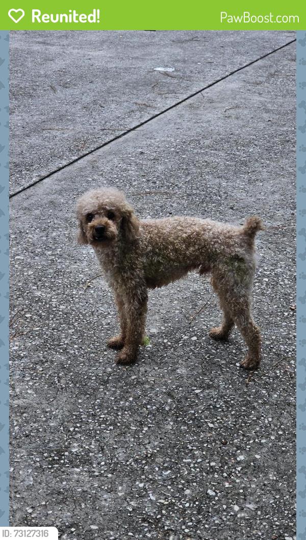Reunited Male Dog last seen Villa Oaks, The Woodlands, TX 77382