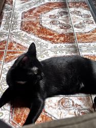 Reunited Female Cat last seen Near Manteca St, Van Nuys, CA 91406, USA, Los Angeles, CA 91406