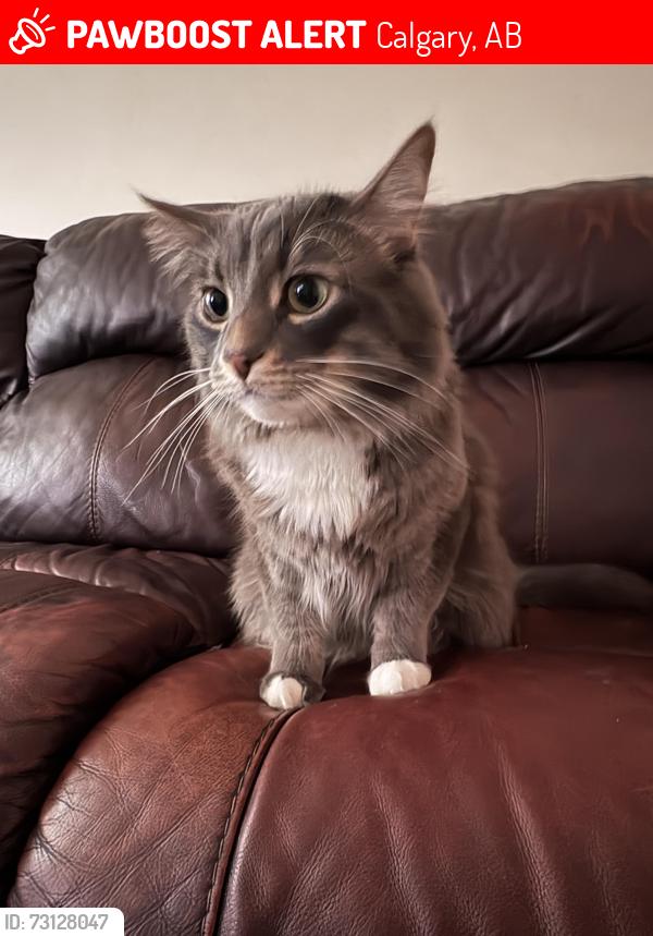 Lost Male Cat last seen Ranchlands, Calgary, AB 