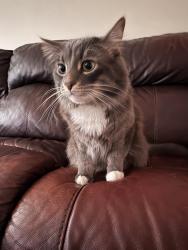Lost Male Cat last seen Ranchlands, Calgary, AB 