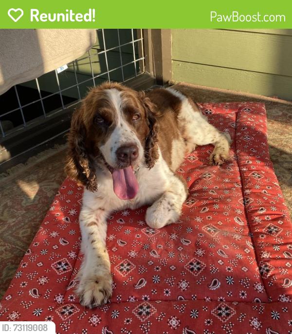 Reunited Male Dog last seen Woodstock Road and Highway 92, Acworth, GA 30102