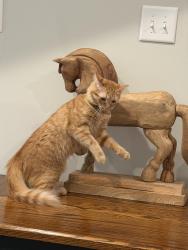 Lost Female Cat last seen Near the family dollar on Loren rd in the apmt complex, Hubert, NC 28539