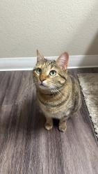 Reunited Female Cat last seen Syracuse and Peakview, Centennial, CO 80111