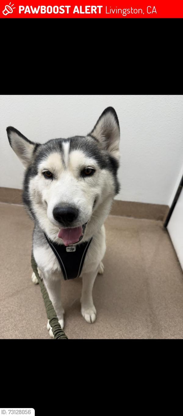 Lost Male Dog last seen Livingston High School, Livingston, CA 95334