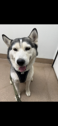Lost Male Dog last seen Livingston High School, Livingston, CA 95334