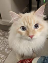 Reunited Male Cat last seen Near Belgrave Gardens, Greater London, England NW8 0QY