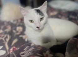 Lost Male Cat last seen W Prairie Lea St and Medina, Lockhart, TX 78644