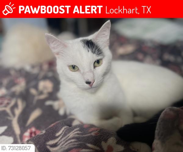 Lost Male Cat last seen W Prairie Lea St and Medina, Lockhart, TX 78644