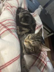 Reunited Female Cat last seen Morse Avenue, Sacramento, CA 95821