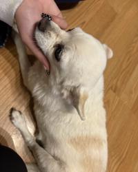 Reunited Female Dog last seen Near Telesfor Dr SW, Albuquerque, NM 87105, USA, Albuquerque, NM 87105