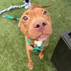 Shelter Stray Female Dog last seen , Animal Care & Control Team of Philly, 111 W Hunting Park Ave, Philadelphia, PA 19140, USA