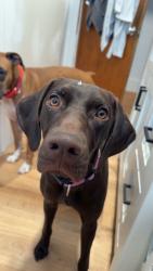 Reunited Female Dog last seen Cemetery & Grand River, Fowlerville, MI 48836