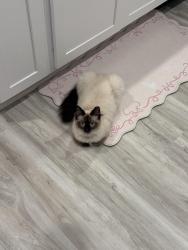 Reunited Male Cat last seen Mt olive rd, Okaloosa County, FL 32539