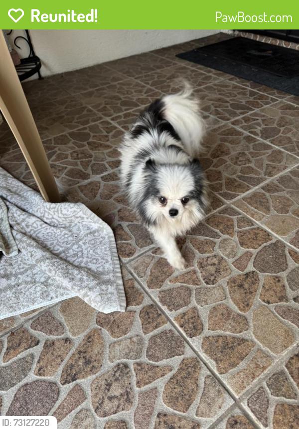 Reunited Female Dog last seen 4th and Vineyard Ave, Ontario, CA 91764