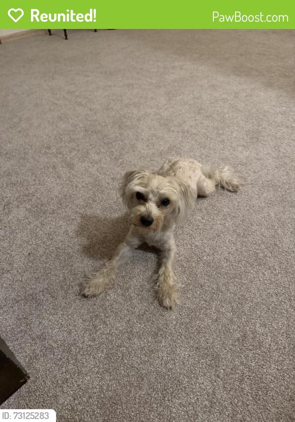 Reunited Male Dog last seen Found near MLK and McKinnley, Milwaukee, WI 53202