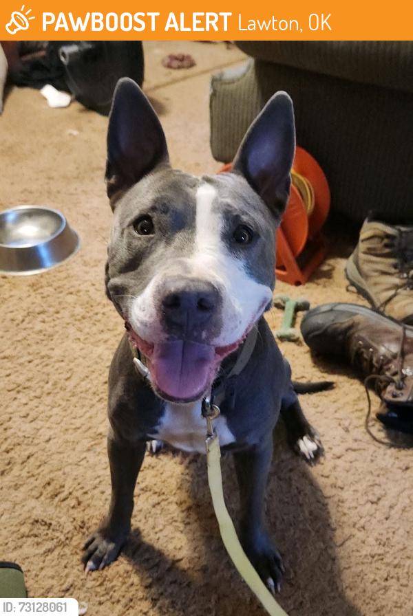 Surrendered Female Dog last seen Intersection of NW 16th St and NW Smith, Lawton, OK 73507