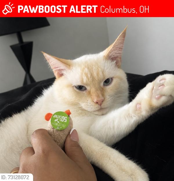 Lost Male Cat last seen Bedford commons, Columbus, OH 43235