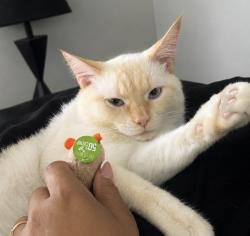 Lost Male Cat last seen Bedford commons, Columbus, OH 43235