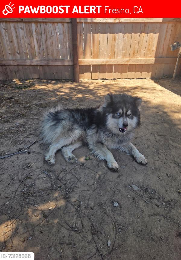 Lost Male Dog last seen Blackstone, N Glenn Ave, Fresno, CA 93704