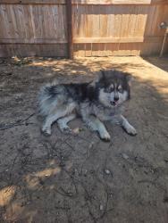 Lost Male Dog last seen Blackstone, N Glenn Ave, Fresno, CA 93704