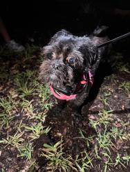 Reunited Female Dog last seen Atlantic and San Pablo, Jacksonville, FL 32225