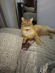 Lost Male Cat last seen Near Girard ave, East Orange, NJ 07017