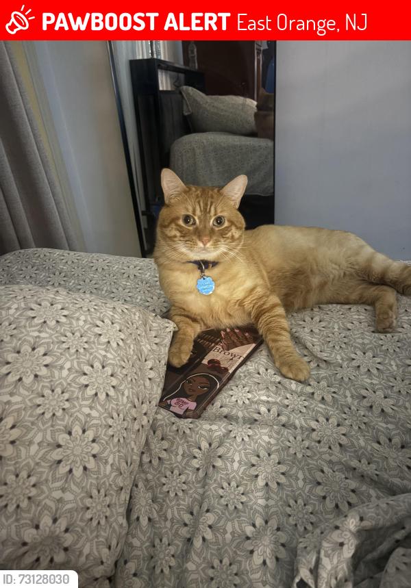 Lost Male Cat last seen Near Girard ave, East Orange, NJ 07017
