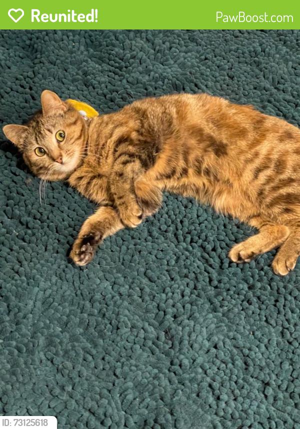 Reunited Female Cat last seen Prairie Hill St., Comstock Northwest, MI 49048